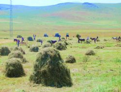 Biçim bitti, taşıma dönemi başladı